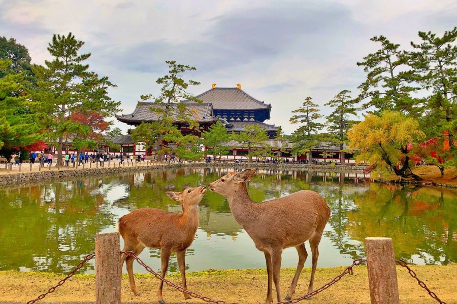Nara Private & Customizable Tour with Comfortable Car (Up to 6 Guests)