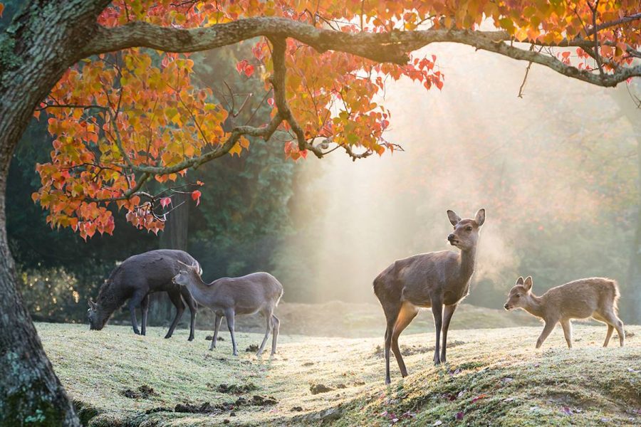 Nara Private & Customizable Walking Tour with Expert Guide (7h / 9ppl)